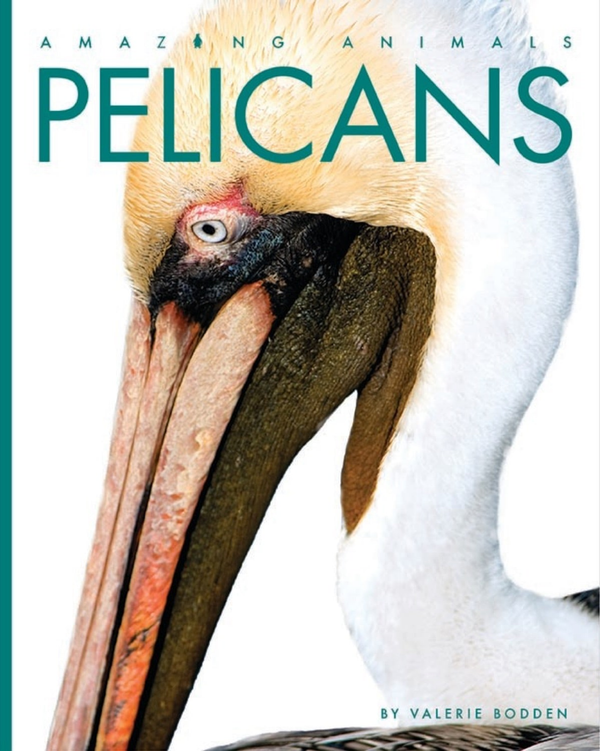 Amazing Animals - Classic Edition Series Hardcover Amazing Animals - Classic Edition: Pelicans