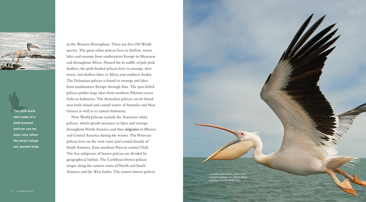 Living Wild Series Hardcover Living Wild: Pelicans - 4