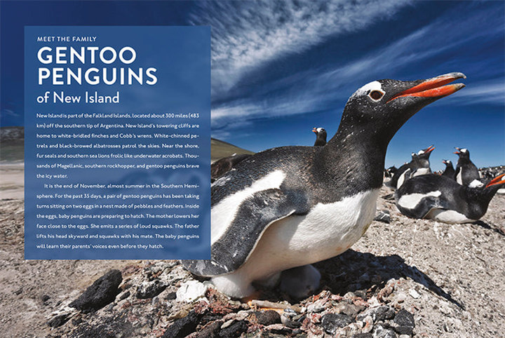 Spotlight on Nature Series Hardcover Spotlight on Nature: Penguin - 2