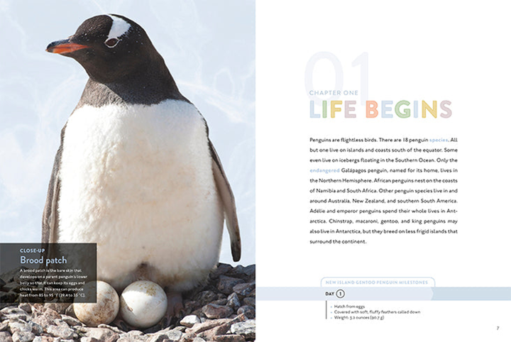 Spotlight on Nature Series Hardcover Spotlight on Nature: Penguin - 3