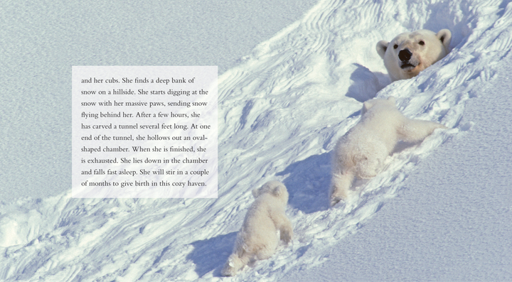 Living Wild Series Hardcover Living Wild: Polar Bears - 2