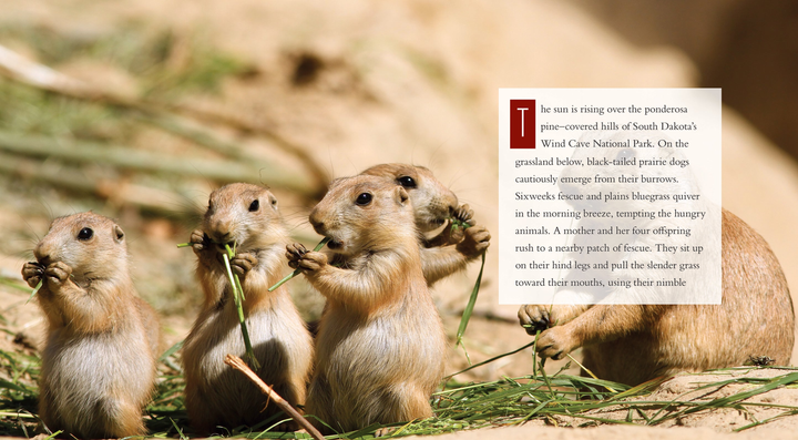 Living Wild Series Hardcover Living Wild: Prairie Dogs - 2