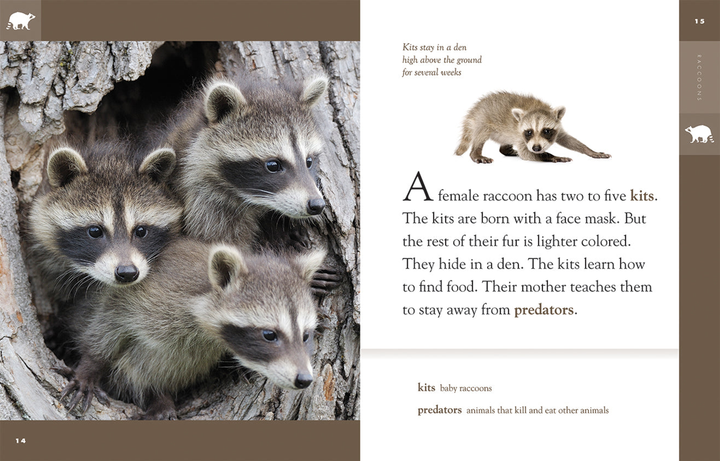 Amazing Animals - Classic Edition Series Paperback Amazing Animals - Classic Edition: Raccoons - 2