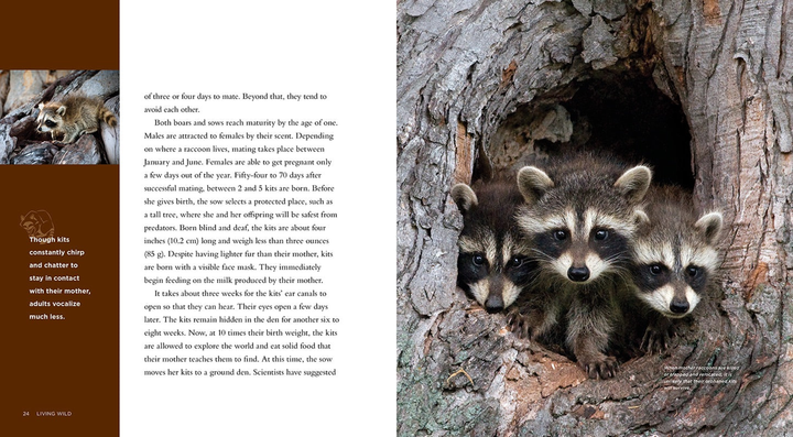 Living Wild Series Hardcover Living Wild: Raccoons - 3