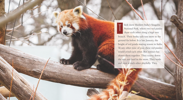 Living Wild Series Hardcover Living Wild: Red Pandas - 2