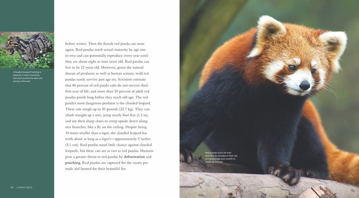 Living Wild Series Hardcover Living Wild: Red Pandas - 4