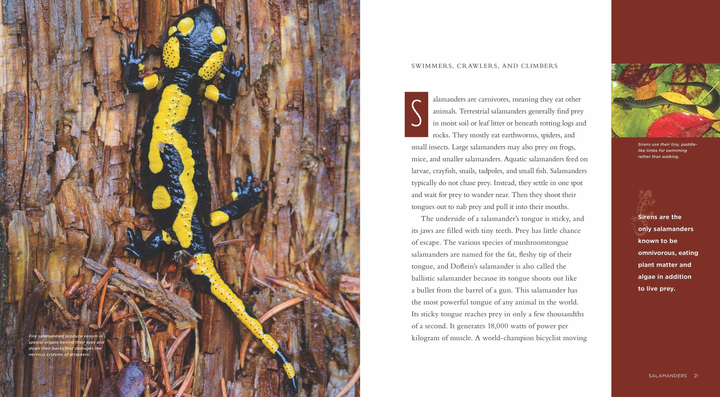 Living Wild Series Hardcover Living Wild: Salamanders - 2