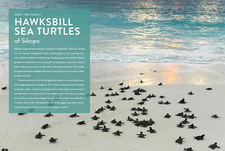 Spotlight on Nature Series Hardcover Spotlight on Nature: Sea Turtle - 2