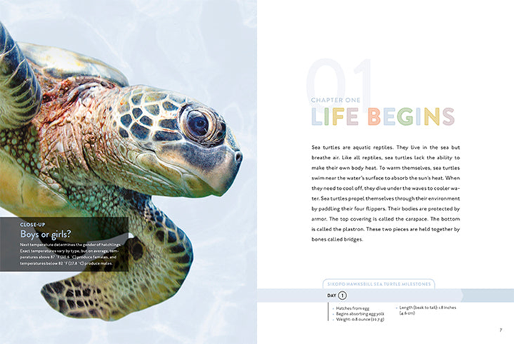 Spotlight on Nature Series Hardcover Spotlight on Nature: Sea Turtle - 3