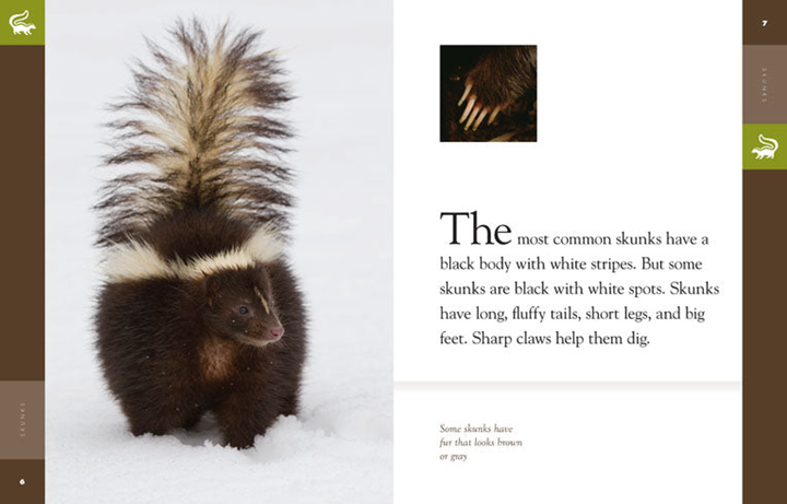 Amazing Animals - Classic Edition Series Hardcover Amazing Animals - Classic Edition: Skunks - 3