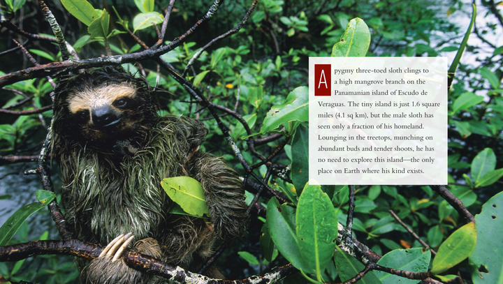 Living Wild Series Hardcover Living Wild: Sloths - 3