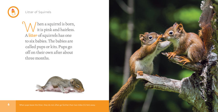 In My Backyard Series Hardcover In My Backyard: Squirrels - 3