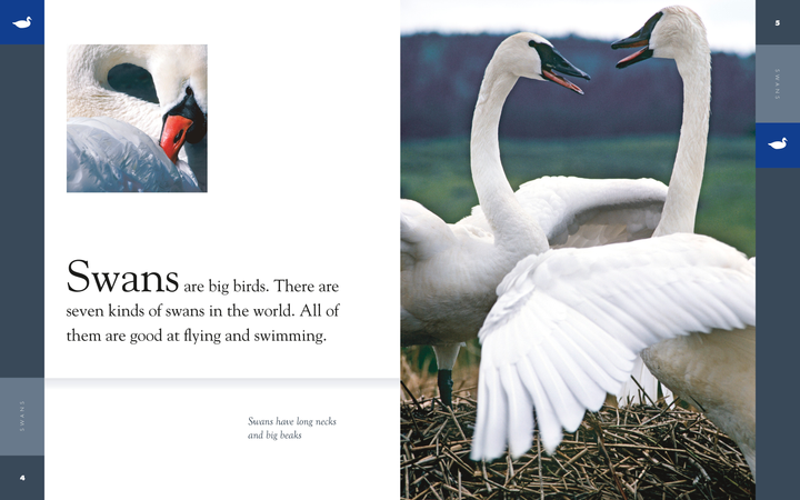 Amazing Animals - Classic Edition Series Hardcover Amazing Animals - Classic Edition: Swans - 2