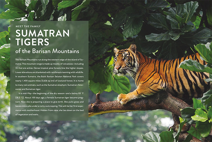 Spotlight on Nature Series Hardcover Spotlight on Nature: Tiger - 2