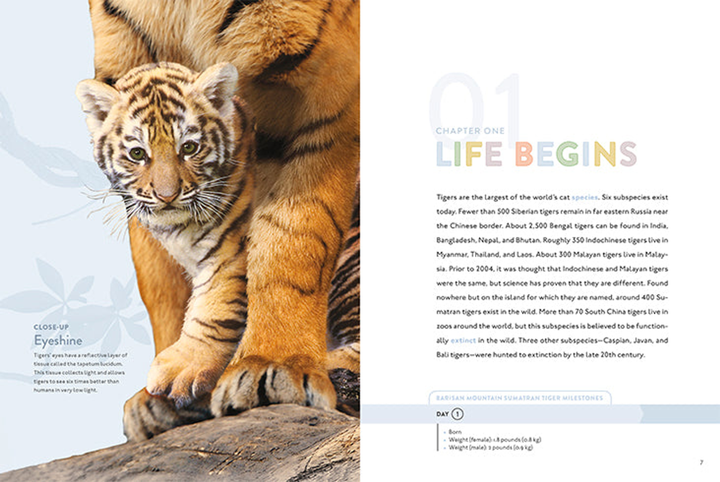 Spotlight on Nature Series Hardcover Spotlight on Nature: Tiger - 3