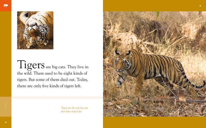 Amazing Animals - Classic Edition Series Hardcover Amazing Animals - Classic Edition: Tigers - 2