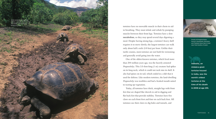 Living Wild Series Hardcover Living Wild: Tortoises - 2