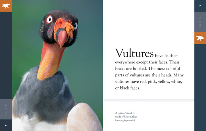 Amazing Animals - Classic Edition Series Hardcover Amazing Animals - Classic Edition: Vultures - 3