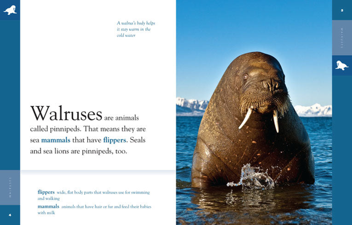 Amazing Animals - Classic Edition Series Paperback Amazing Animals - Classic Edition: Walruses - 2