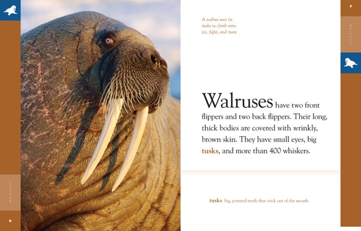 Amazing Animals - Classic Edition Series Paperback Amazing Animals - Classic Edition: Walruses - 3