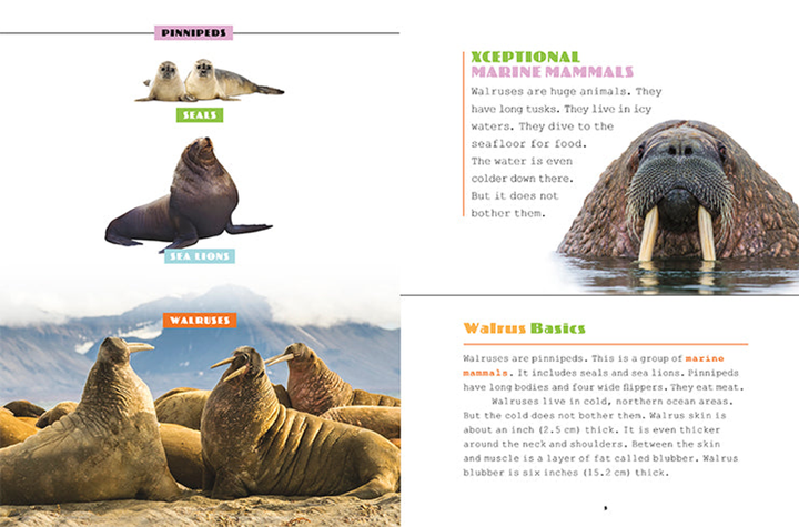 X-Books Series Hardcover X-Books: Marine Mammals: Walruses - 2