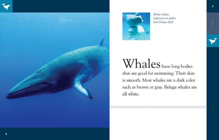 Amazing Animals - Classic Edition Series Hardcover Amazing Animals - Classic Edition: Whales - 3