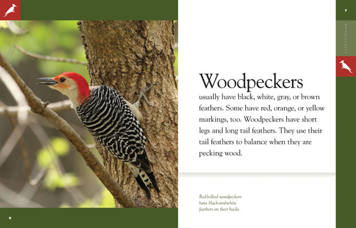 Amazing Animals - Classic Edition Series Hardcover Amazing Animals - Classic Edition: Woodpeckers - 3