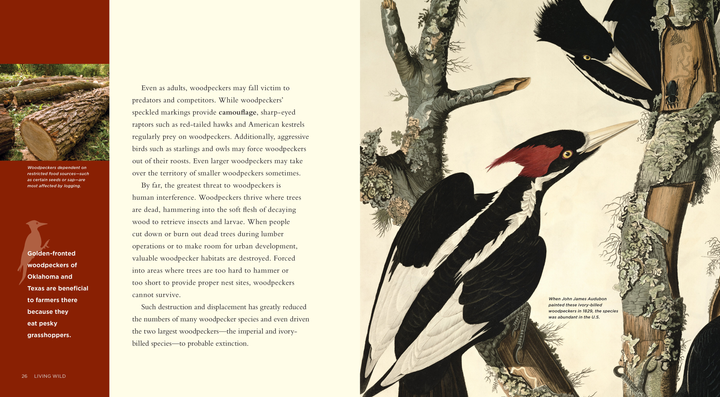 Living Wild Series Hardcover Living Wild: Woodpeckers - 3