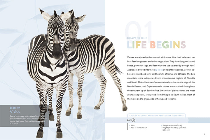 Spotlight on Nature Series Hardcover Spotlight on Nature: Zebra - 3