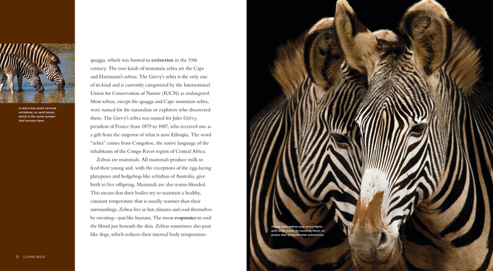 Living Wild Series Hardcover Living Wild: Zebras - 2