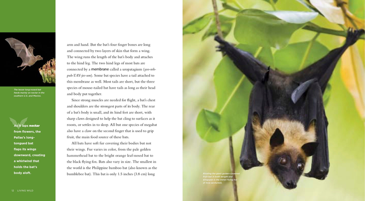 Living Wild Series Paperback Living Wild: Bats - 3