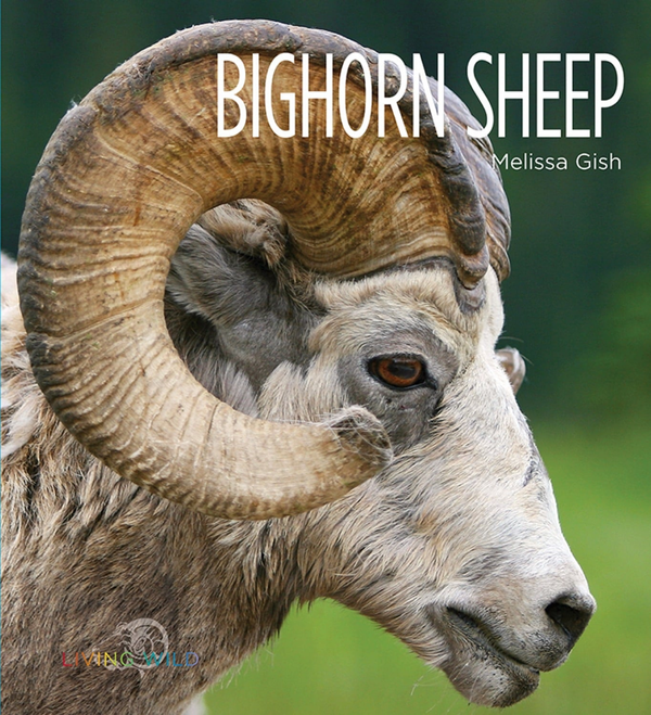 Living Wild Series Paperback Living Wild: Bighorn Sheep