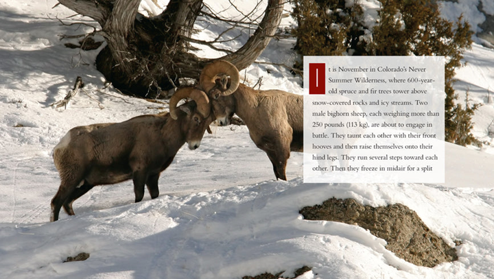 Living Wild Series Paperback Living Wild: Bighorn Sheep - 3