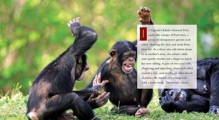 Living Wild Series Paperback Living Wild: Chimpanzees - 2