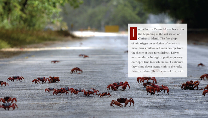 Living Wild Series Paperback Living Wild: Crabs - 3