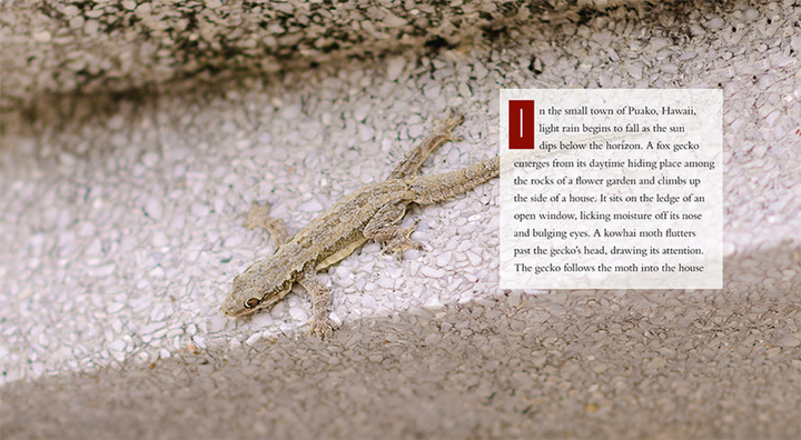 Living Wild Series Paperback Living Wild: Geckos - 3