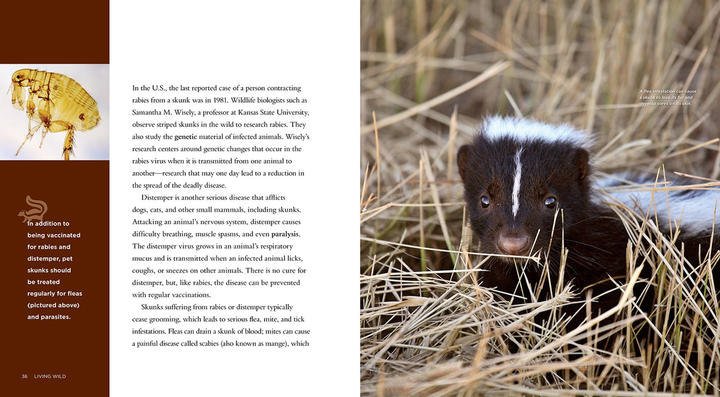 Living Wild Series Paperback Living Wild: Skunks - 3