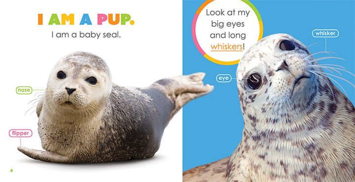 Starting Out Series Paperback Starting Out: Baby Seals - 2