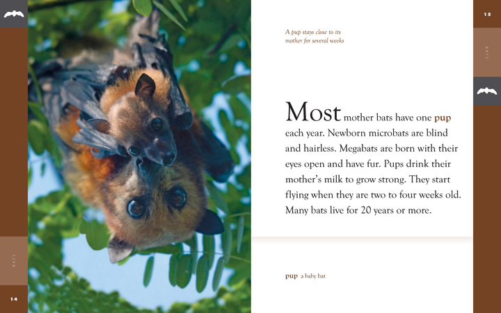 Amazing Animals - Classic Edition Series Paperback Amazing Animals - Classic Edition: Bats - 3