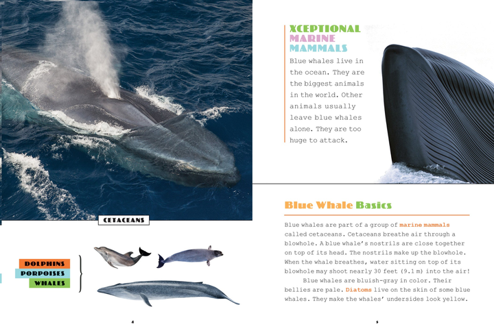 X-Books Series Paperback X-Books: Marine Mammals: Blue Whales - 2