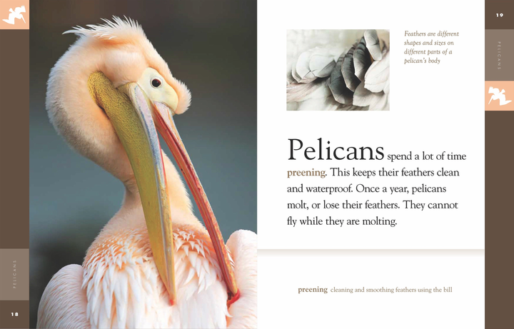 Amazing Animals - Classic Edition Series Paperback Amazing Animals - Classic Edition: Pelicans - 2