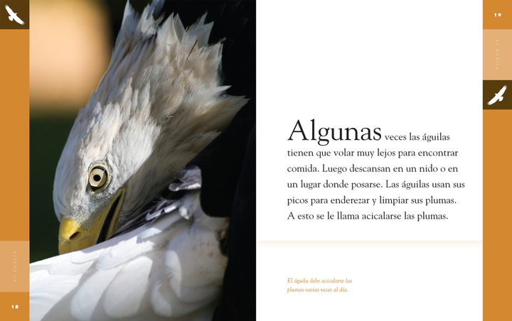 Planeta animal - New Edition Series Hardcover Planeta animal - New Edition: El guila - 3