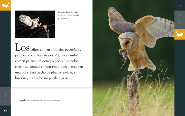 Planeta animal - New Edition Series Hardcover Planeta animal - New Edition: El bho - 3