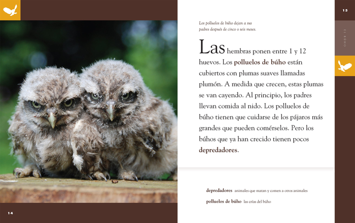 Planeta animal - New Edition Series Hardcover Planeta animal - New Edition: El bho - 4