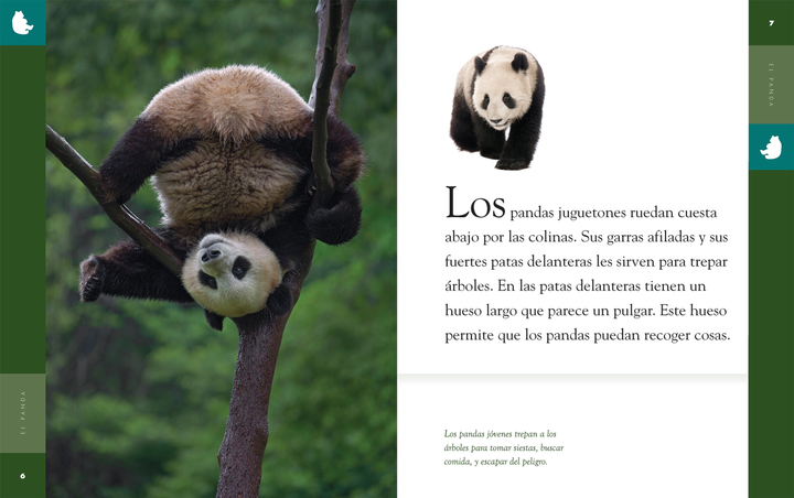 Planeta animal - New Edition Series Hardcover Planeta animal - New Edition: El panda - 2