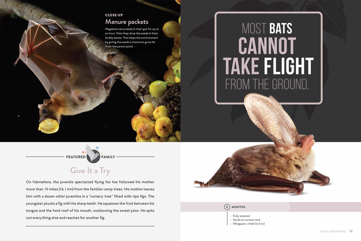 Spotlight on Nature Series Hardcover Spotlight on Nature: Bat - 2