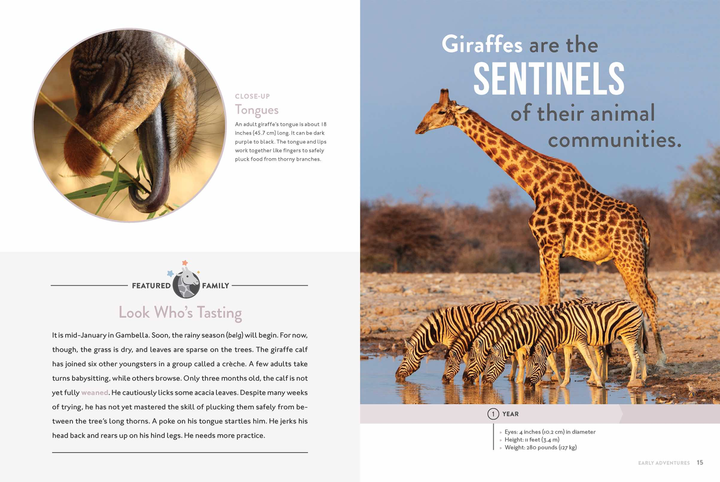 Spotlight on Nature Series Hardcover Spotlight on Nature: Giraffe - 2