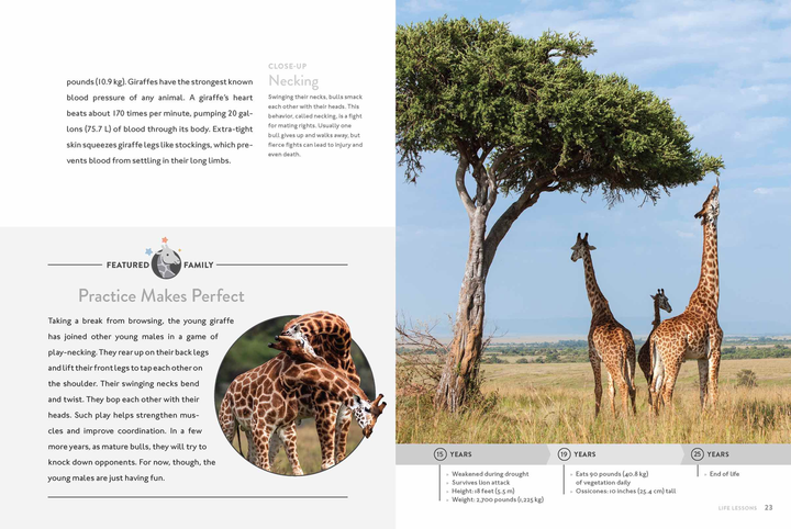 Spotlight on Nature Series Hardcover Spotlight on Nature: Giraffe - 3