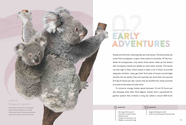 Spotlight on Nature Series Hardcover Spotlight on Nature: Koala - 2