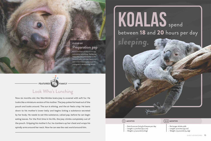 Spotlight on Nature Series Hardcover Spotlight on Nature: Koala - 3